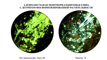 Глины с детритами  фосфоритизированной растительности